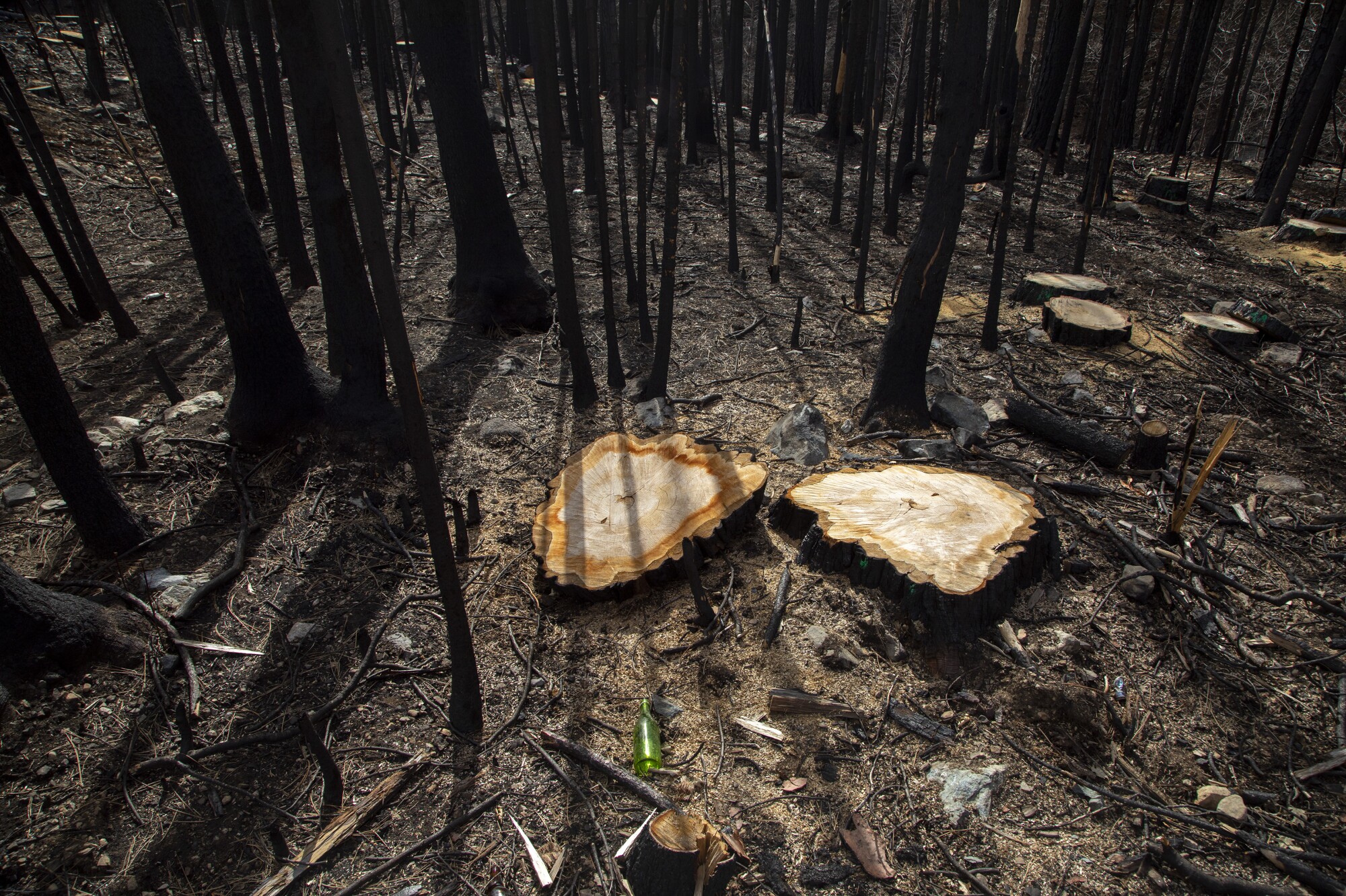 Freshly cut stumps in a burned forest.