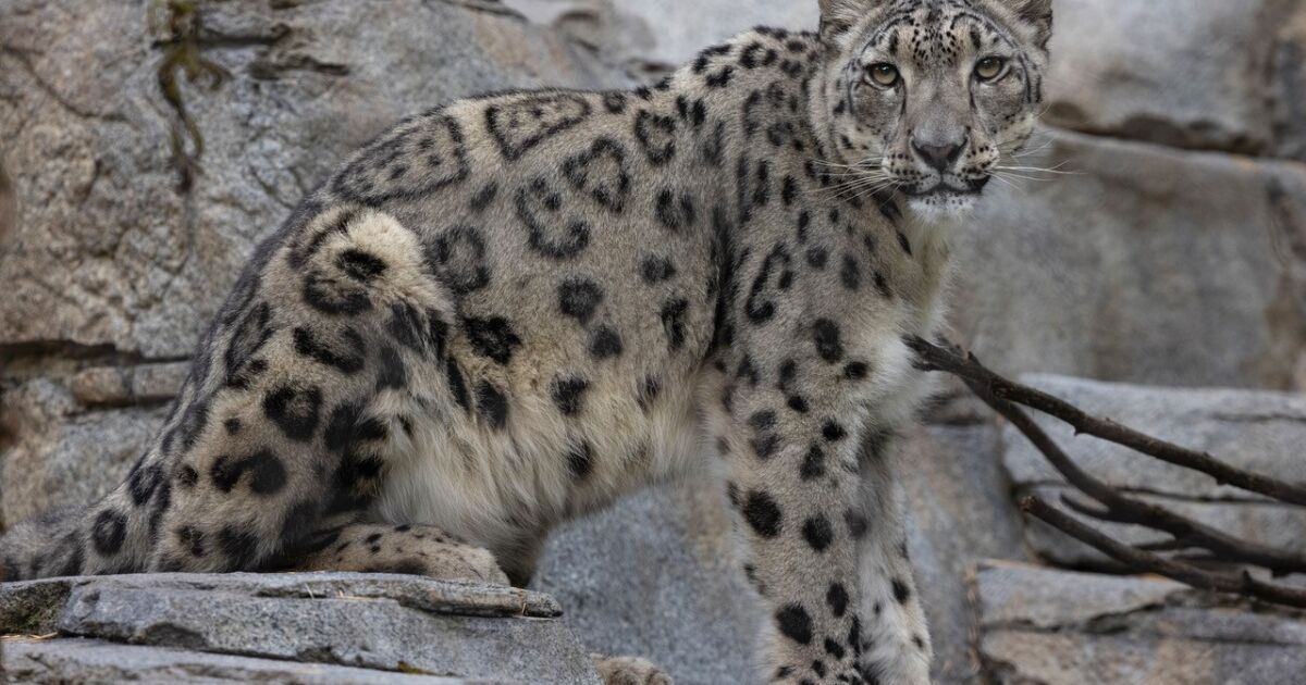 There are two snow leopards at the San Diego Zoo. Both ...