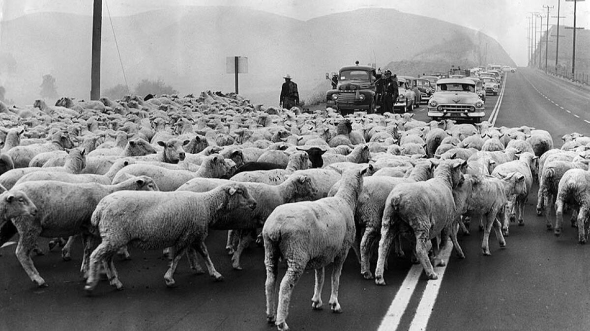 Oct. 17, 1955: Sheep cross Ventura Boulevard in Woodland Hills.