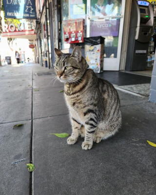 A gray cat sits on a sidewalk in front of a corner store.