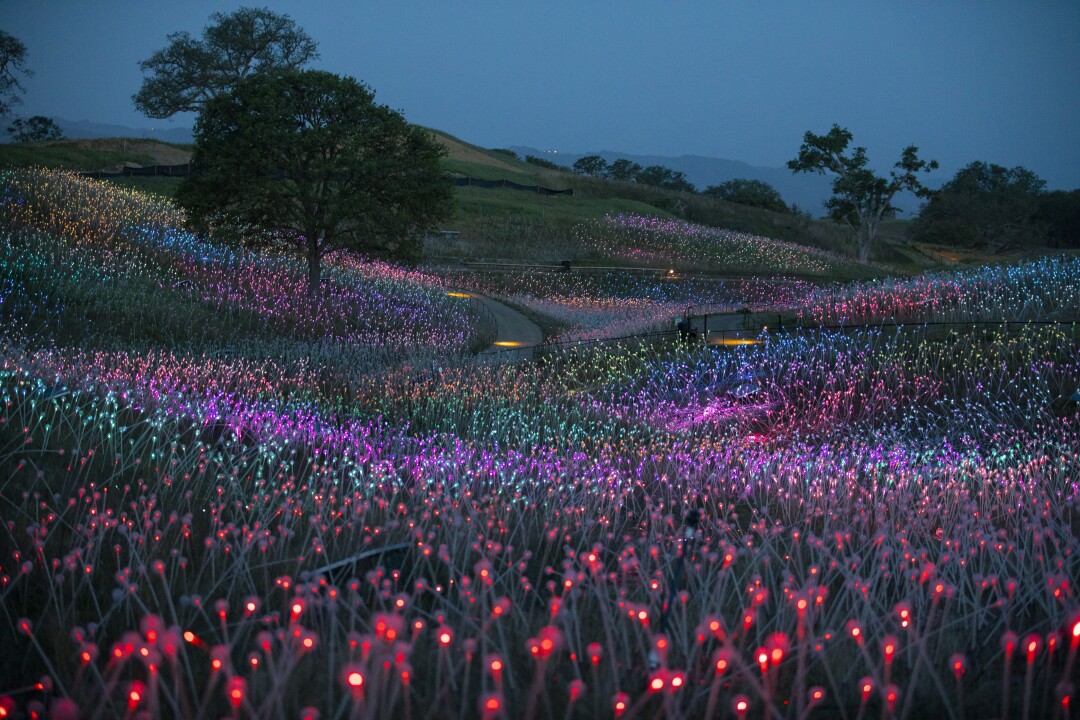 Paso Robles' field of gleams reopens today 4 Sunrise over the Field of Light on Wednesday