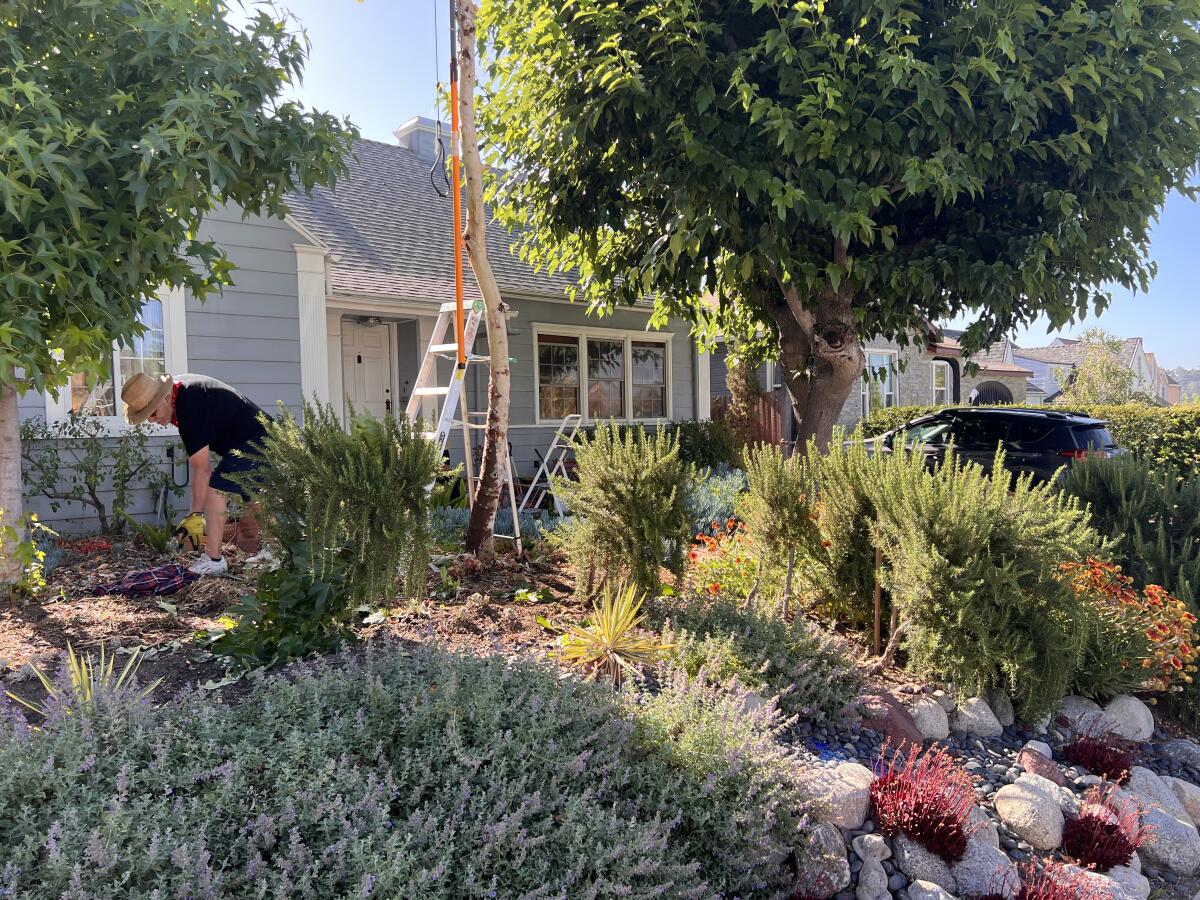 Eagle Rock resident Alfred Gonzalez tends to his garden on the first day of new outdoor watering limits from DWP.