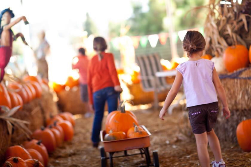 OB Heights Harvest Festival 5-8 p.m. Friday, Oct. 18, 1499 Venice St. Food, ponies, petting zoo, laser tag, Famous Haunted Hallway (Scary Hour, 7-8 p.m.), cake walk, bake sale, arts & crafts, face painting, slime booth, spin art, dunk tank, 25 games for all ages. Free. Activities pay-as-you-go, many games $1. (619) 599-3008 or elissahoehn@gmail.com