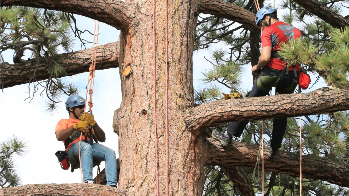 Bored with your workouts? Try tree rope climbing - Los Angeles Times