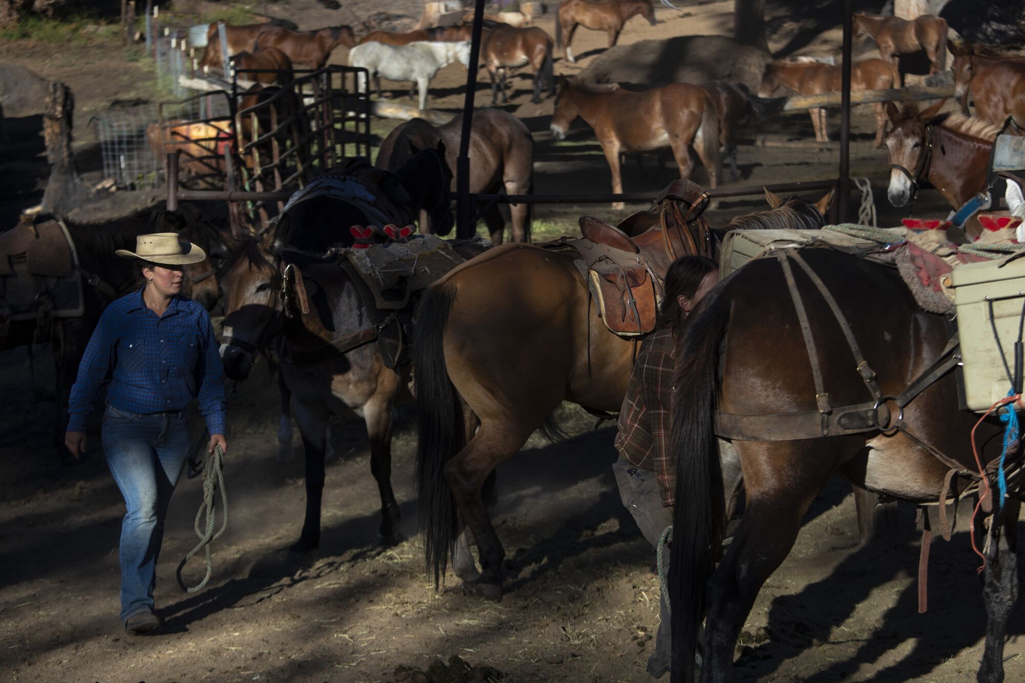 A woman walking among pack animals