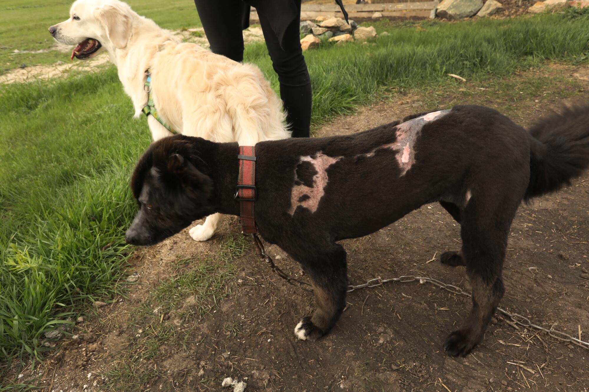 Two dogs, one with burn scars on her back