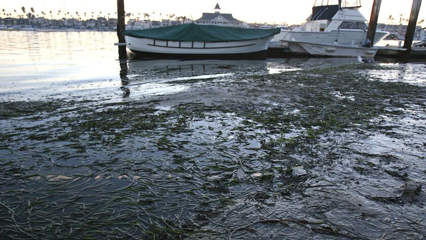 Eelgrass pops up near the shore of Balboa Island in Newport Beach during a very low tide.
