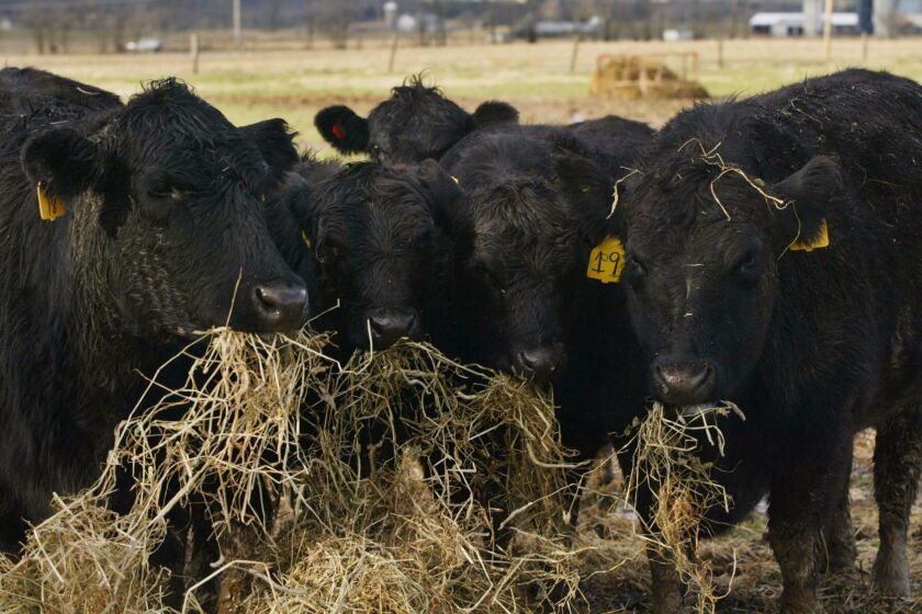 Certified organic beef cattle eat hay on Nick's Organic Farm in Buckeystown, Md., on Wednesday, Dec. 24, 2003. Certified organic cattle cannot be feed animal byproducts, which are the suspected cause of mad cow disease. (AP Photo/Bill Ryan) ORG XMIT: MDBR101