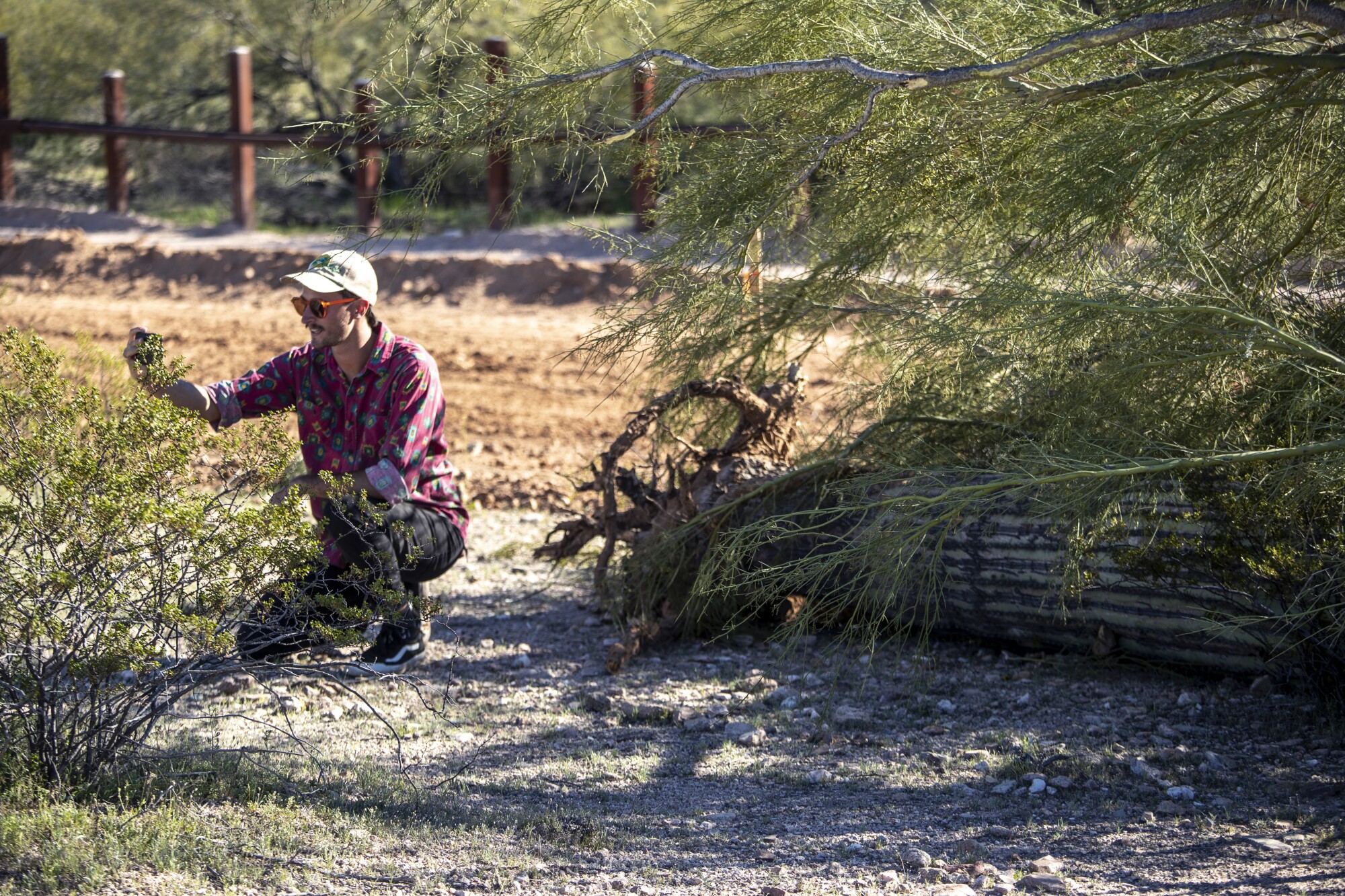 Former park ranger Laiken Jordhal documents a saguaro cactus on the ground after it was uprooted by and covered up by construction crews making way for new border wall in Organ Pipe Cactus National Monument in Arizona.