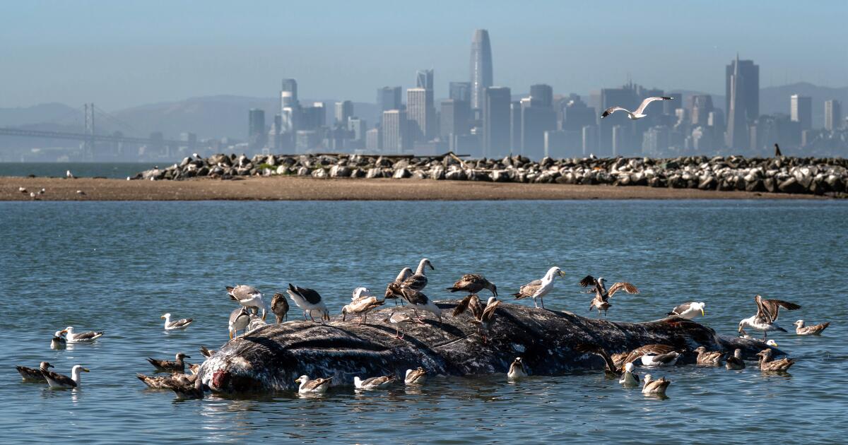 Why are grey whales and different marine life visiting San Francisco Bay?