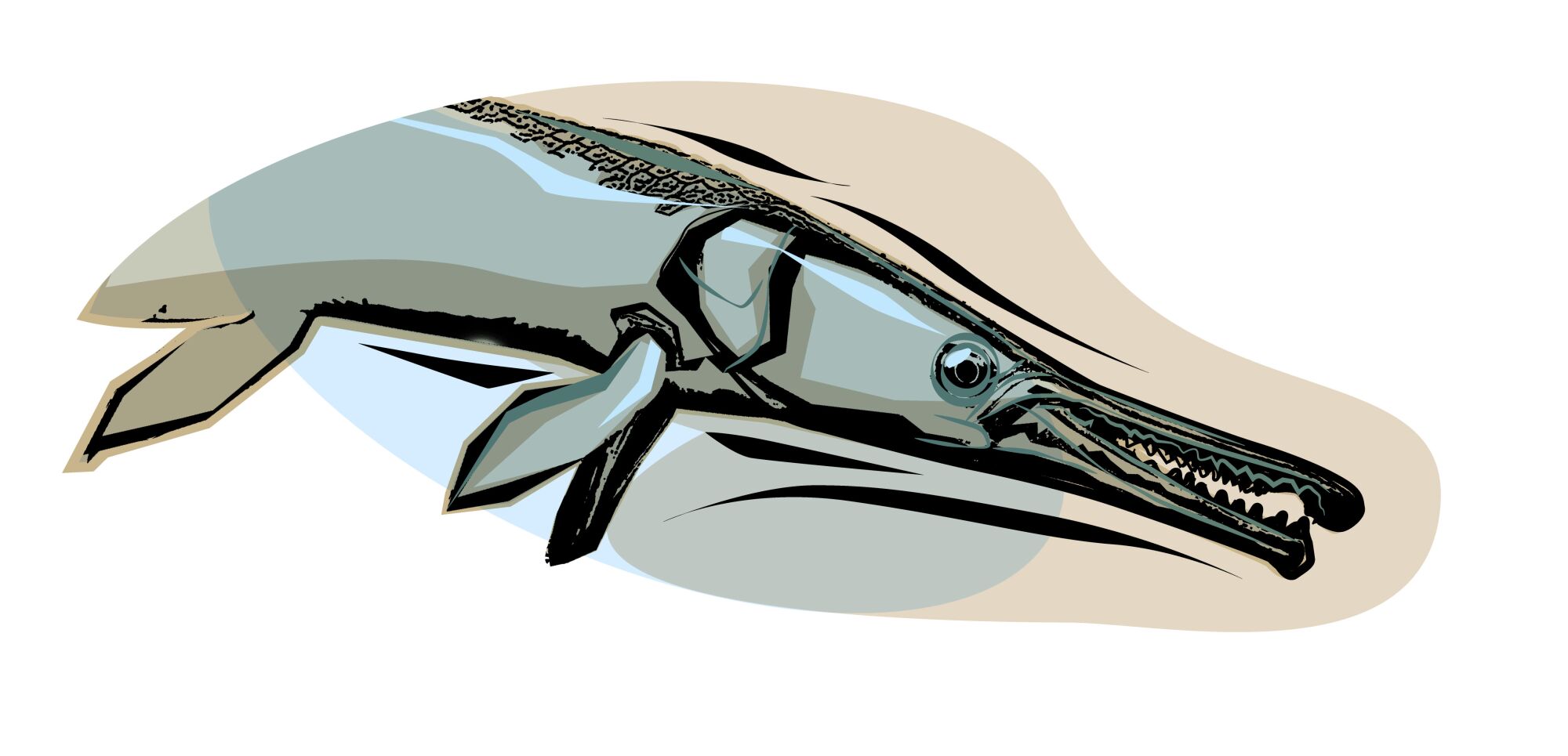 Illustration of a gar fish