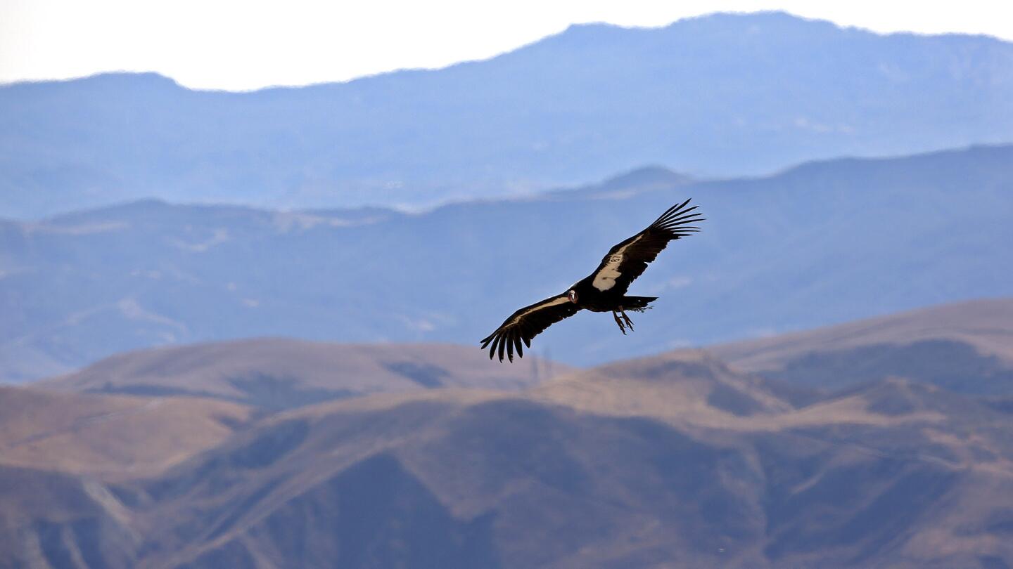 California condors released after treatment