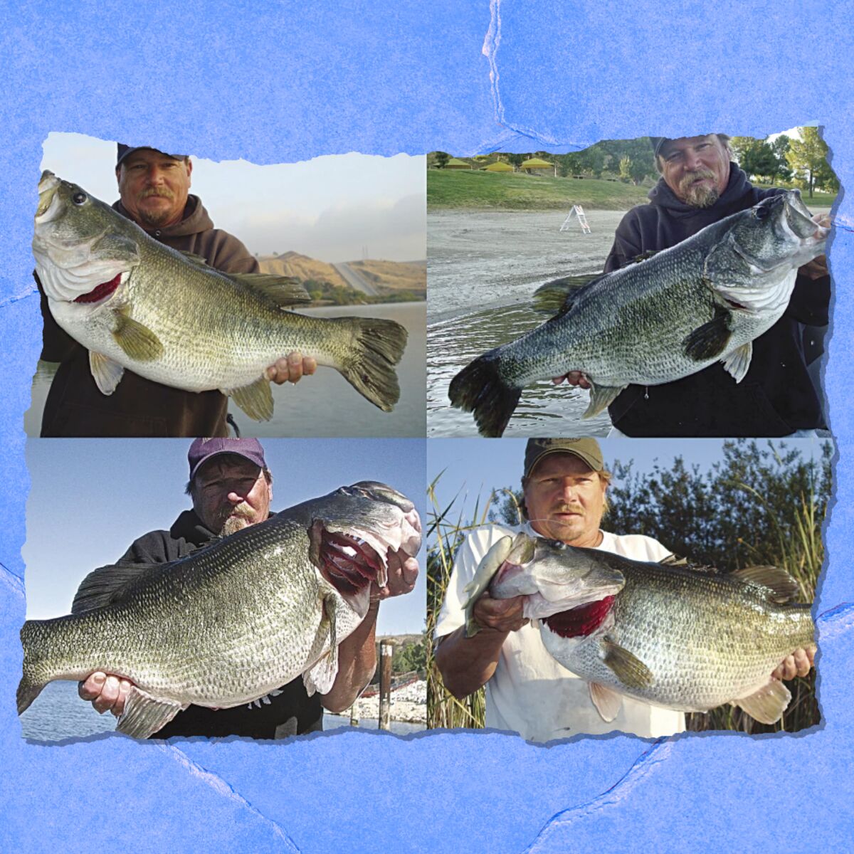 In four photos, a man holds large fish.