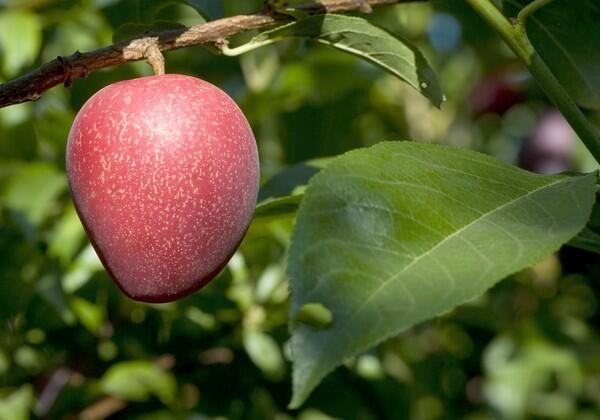 Plum-cherry-apricot-peach hybrid