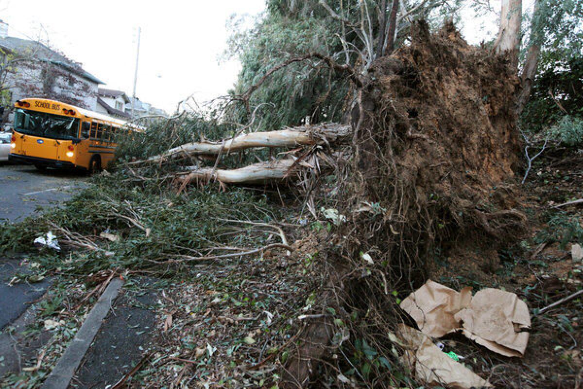 A school bus passes a fallen eucalyptus tree in Oakland on Friday after high winds battered the region.