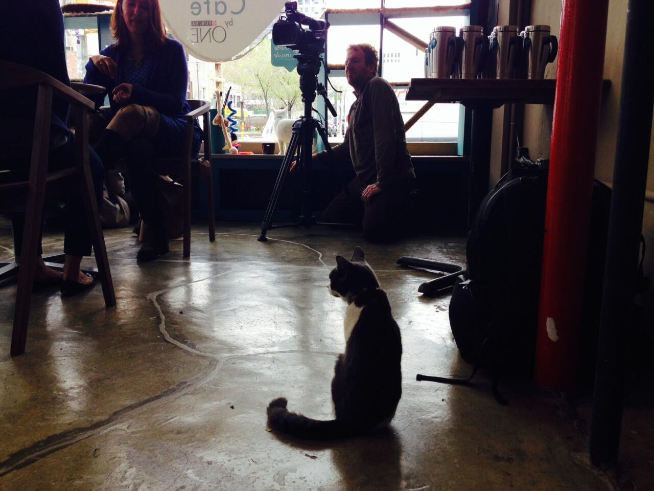 NYC cat cafe