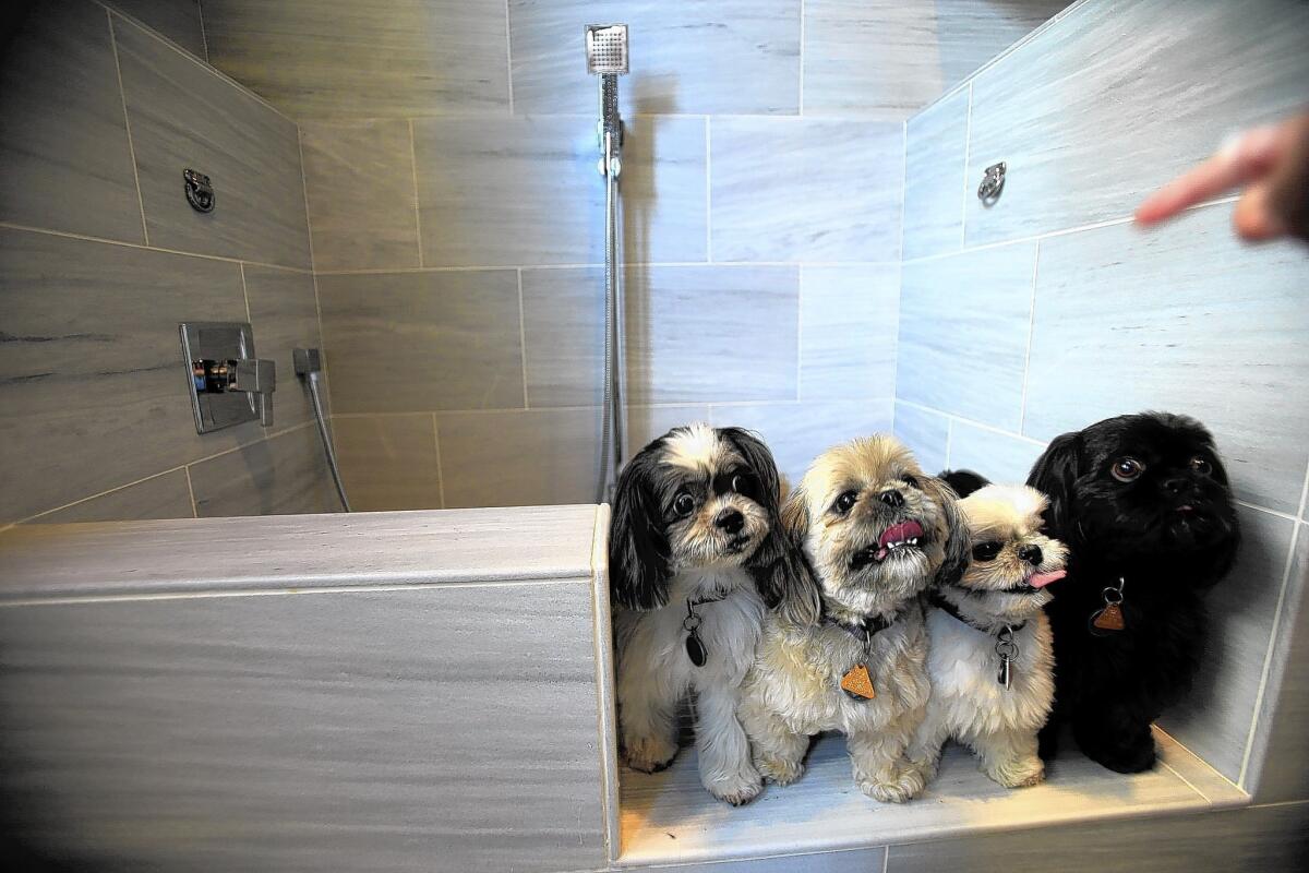 Boo, left, Olivia, Buzz and Buddy, all dogs belonging to a Standard Pacific Homes' employee, check out the "pet suite" option available in the builder's community in Brea.
