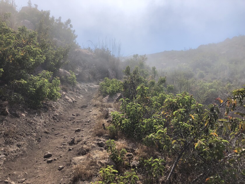 The fog begins to clear as Nicholas Flat trail ascends from Leo Carrillo State Park into the Santa Monica Mountains.