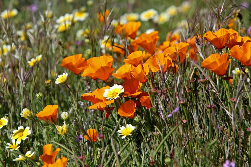 Tidy tips grow among California poppies on a hillside.