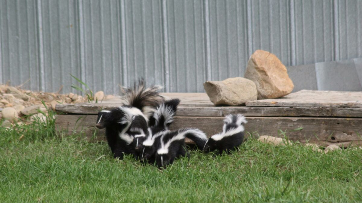 Veterinarians recommend using a mixture of hydrogen peroxide, baking soda and dish soap for pets sprayed by a skunk.