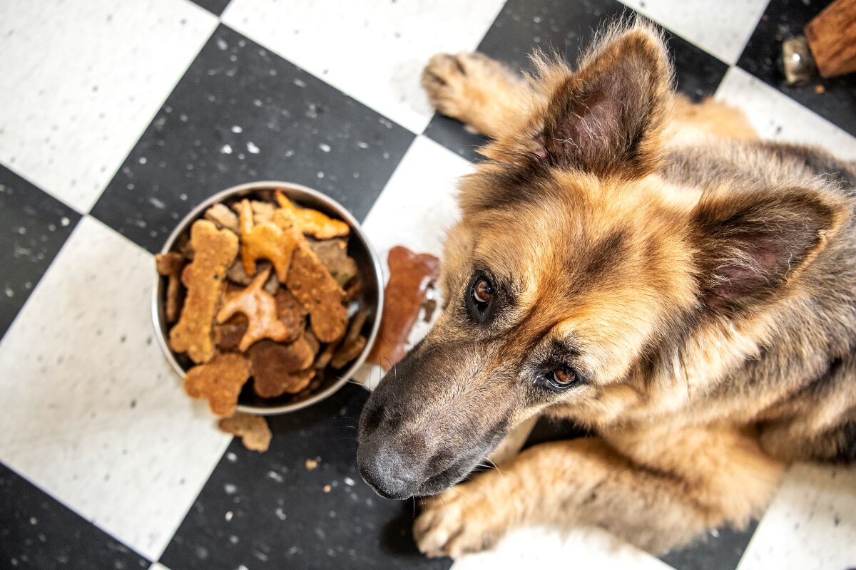 Rose, a recently adopted German Shepherd, tries three recipes, all using peanut butter, for homemade dog biscuits.