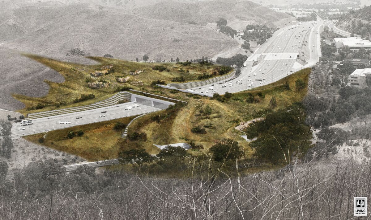 An artist's rendering of the 200-foot-long, 165-foot-wide mountain lion bridge that will span the 101 Freeway
