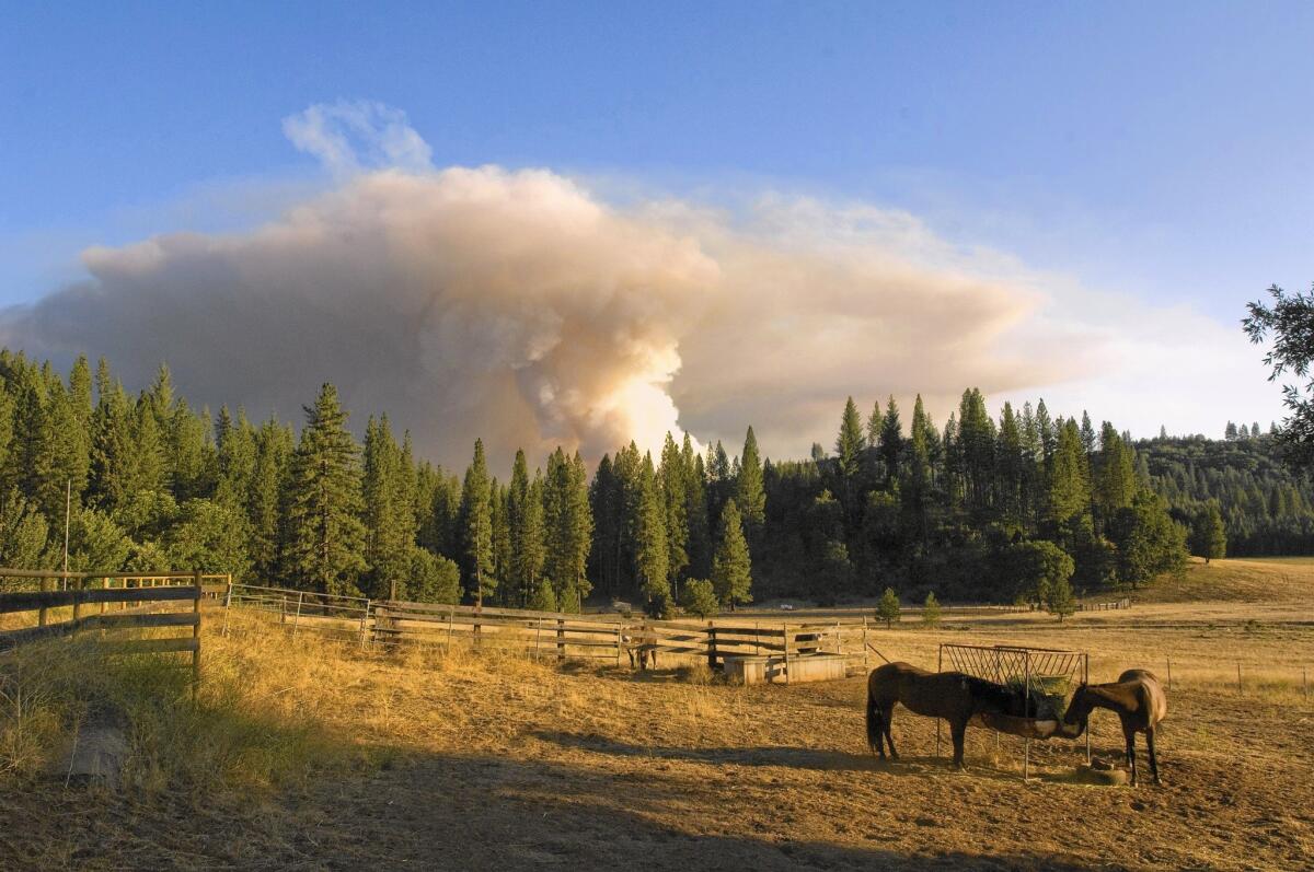 Horses on Jenkins Ranch off Bull Creek Road are oblivious to a smoke plume from the Telegraph fire as it blows up July 28, 2008 in Greeley Hill, Calif.