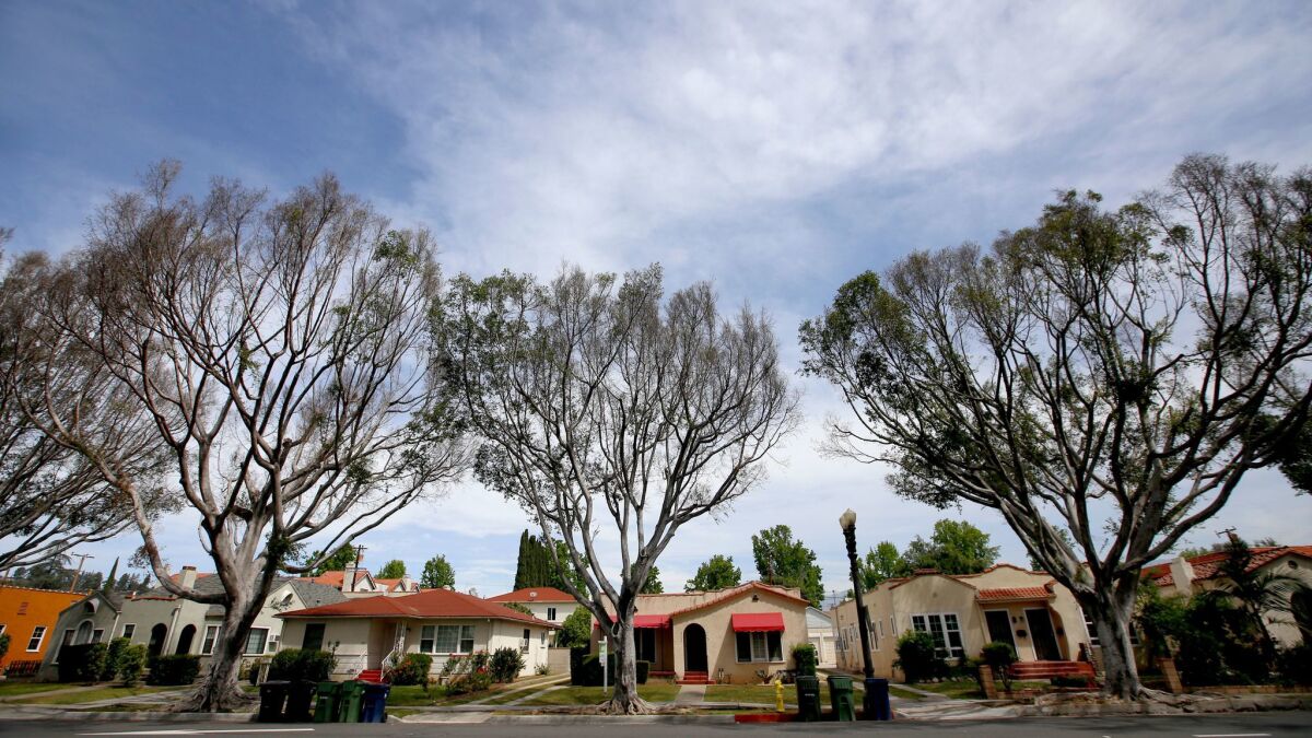 Ficus trees on Main Street in Alhambra show symptoms of botryosphaeria canker according, to Los Angeles County plant pathologist Jerrold Turney.