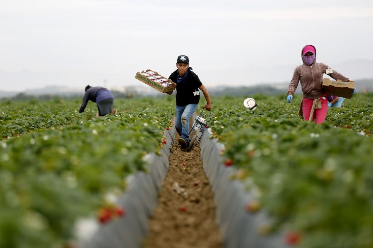 José Gonzalez of Oaxaca, Mexico, a local farmworker, picks strawberries for Mar Vista Berry, family owned and operated by Greg France, near Guadalupe, Calif. Gonzalez gets paid $1.80 per box and picks 60 boxes in four hours.