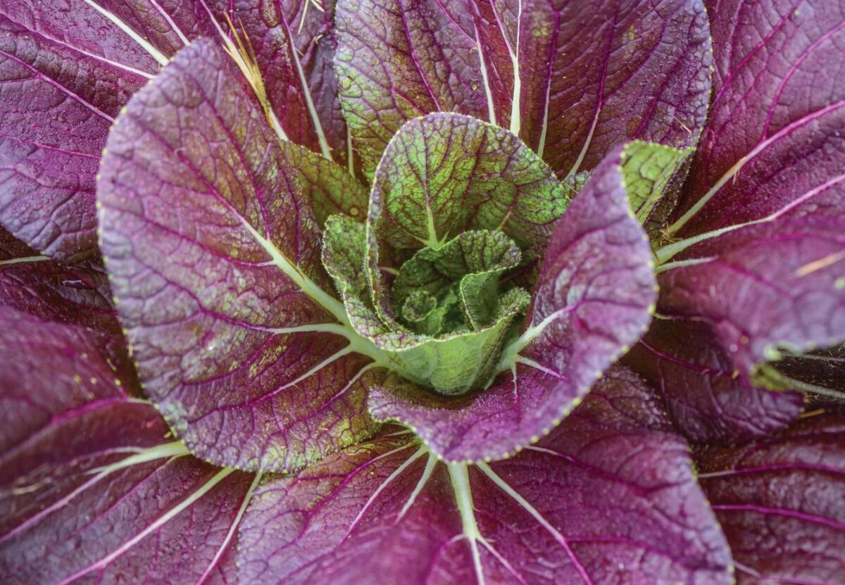 'Red Dragon' Napa cabbage is both edible and ornamental.