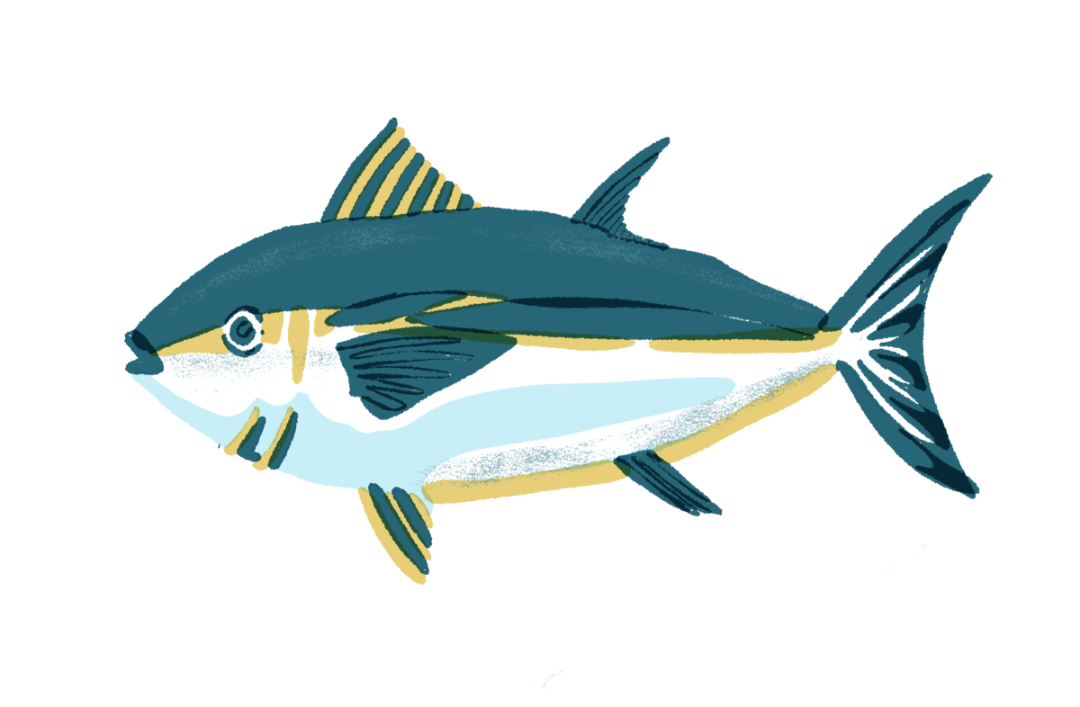 Illustration of Pacific bluefin tuna