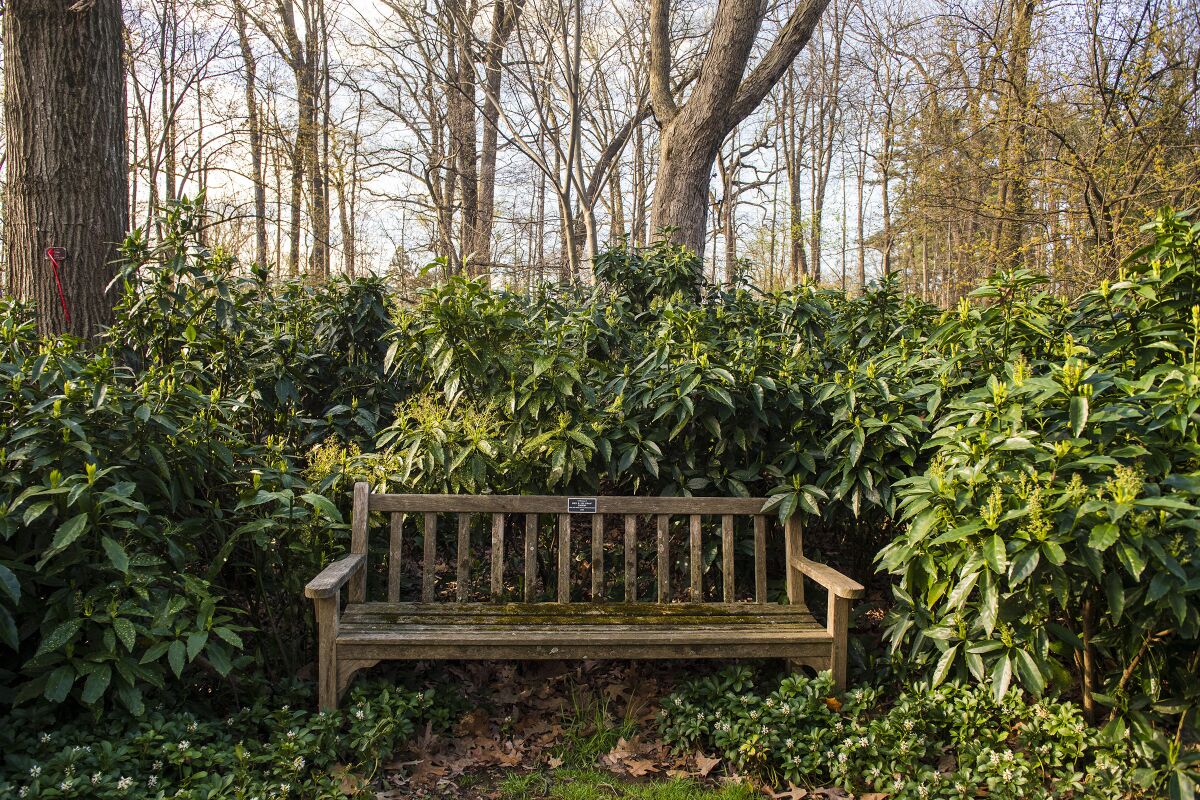 A bench in the quiet Dogwood Collection area is seen.