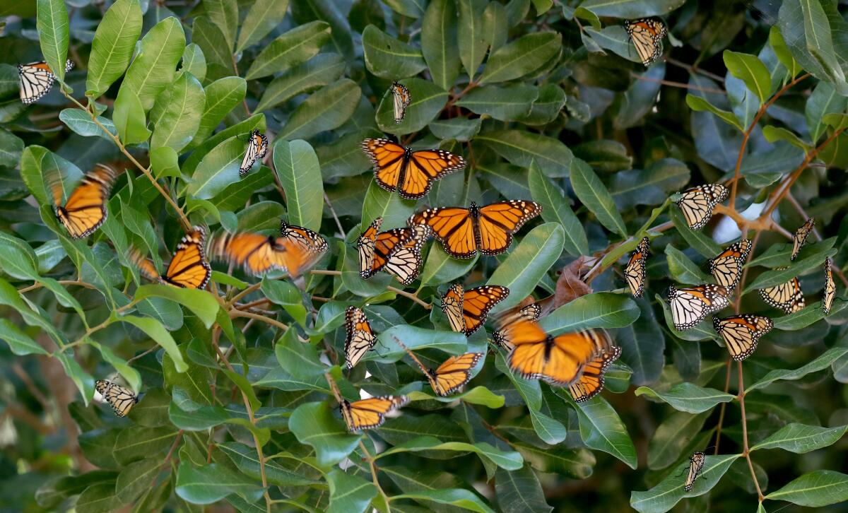 Migrating endangered monarch butterflies congregate on branches of a tree in Huntington Beach on Friday. 