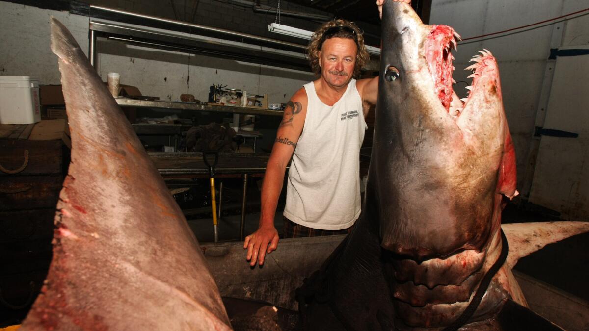 Anglers who caught huge mako shark never applied for world's record - Los  Angeles Times