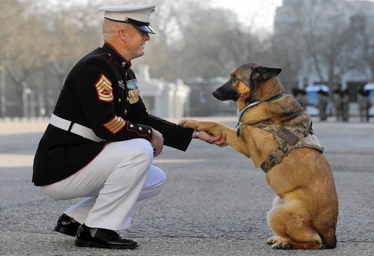 Gunnery Sgt. Christopher Willingham, with Lucca, a military dog who lost her leg while on patrol in Afghanistan in 2012.