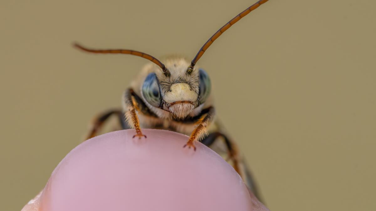 Utah's native bees are in trouble and fall is a great time to help them