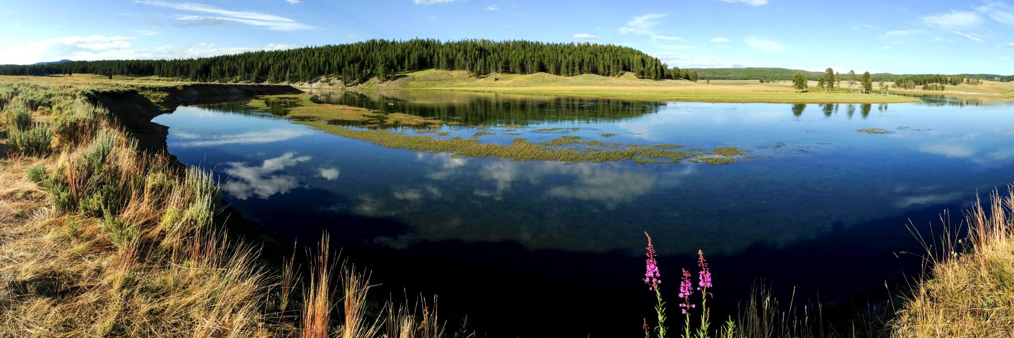 Hayden Valley, Yellowstone National Park, with a water body surrounded by trees and grassy land.