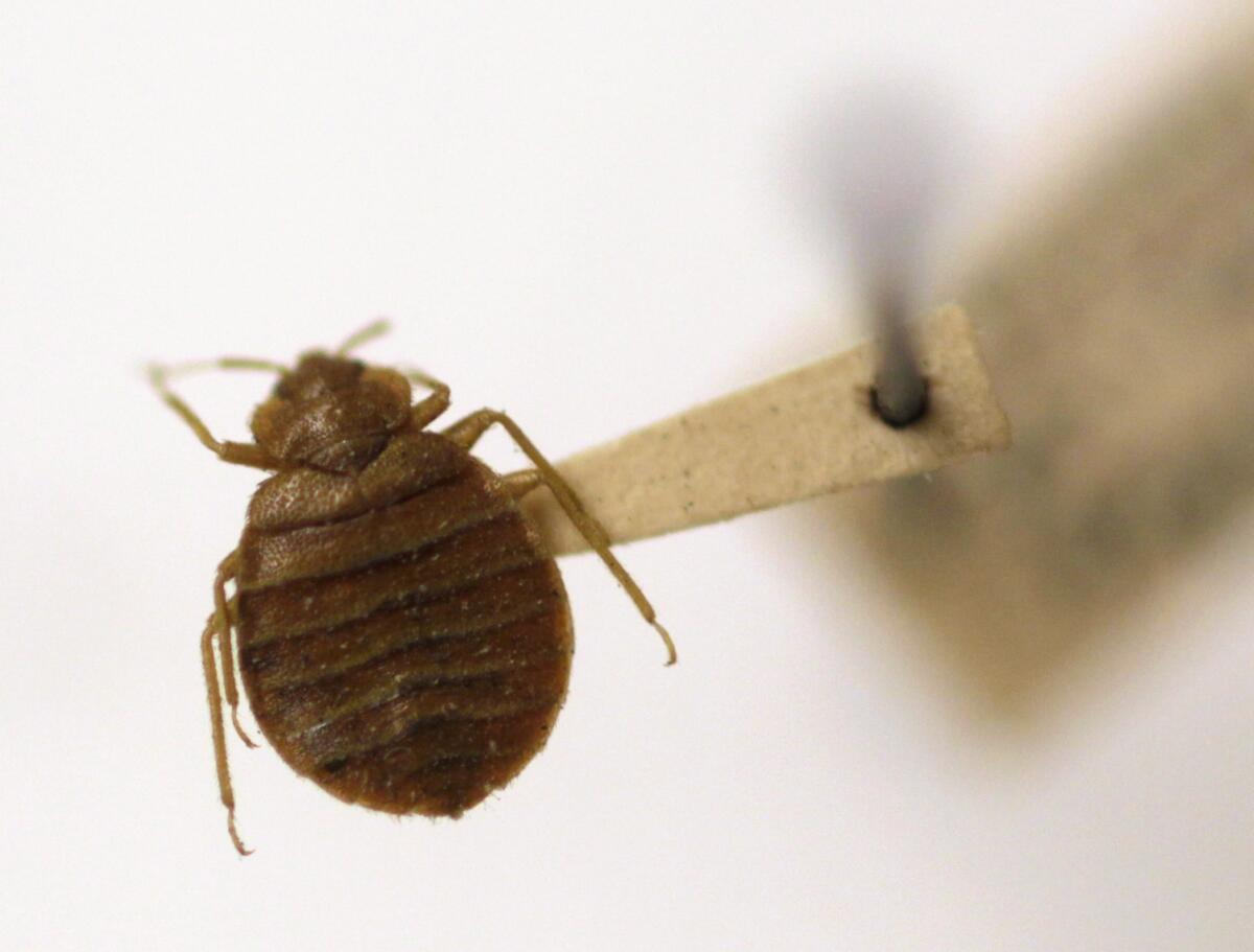 FILE - A bedbug is displayed at the Smithsonian Museum in Washington, March 30, 2011. Greeces health ministry is seeking police help against hoaxers who tried to scare foreign tourists out of several Athens short-term rental flats by inventing a bedbug crisis. (AP Photo/Carolyn Kaster, File)