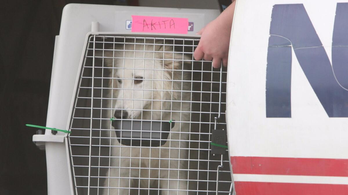 An Akita, in a crate, is unloaded from a plane loaded with other pets rescued by Lucy Pets at Atlantic Aviation in Burbank on Thursday, November 16, 2017.