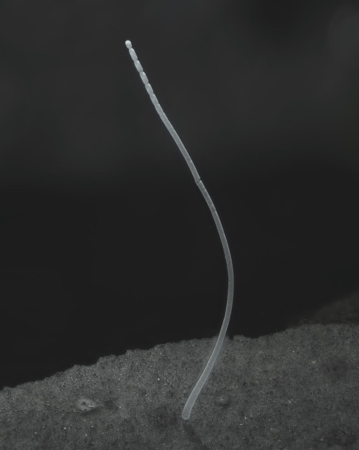 A filament of a Thiomargarita magnifica bacteria cell.