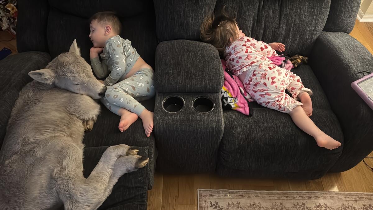 Newborn calf struggling in deep freeze brought indoors to curl up on couch - Los Angeles Times