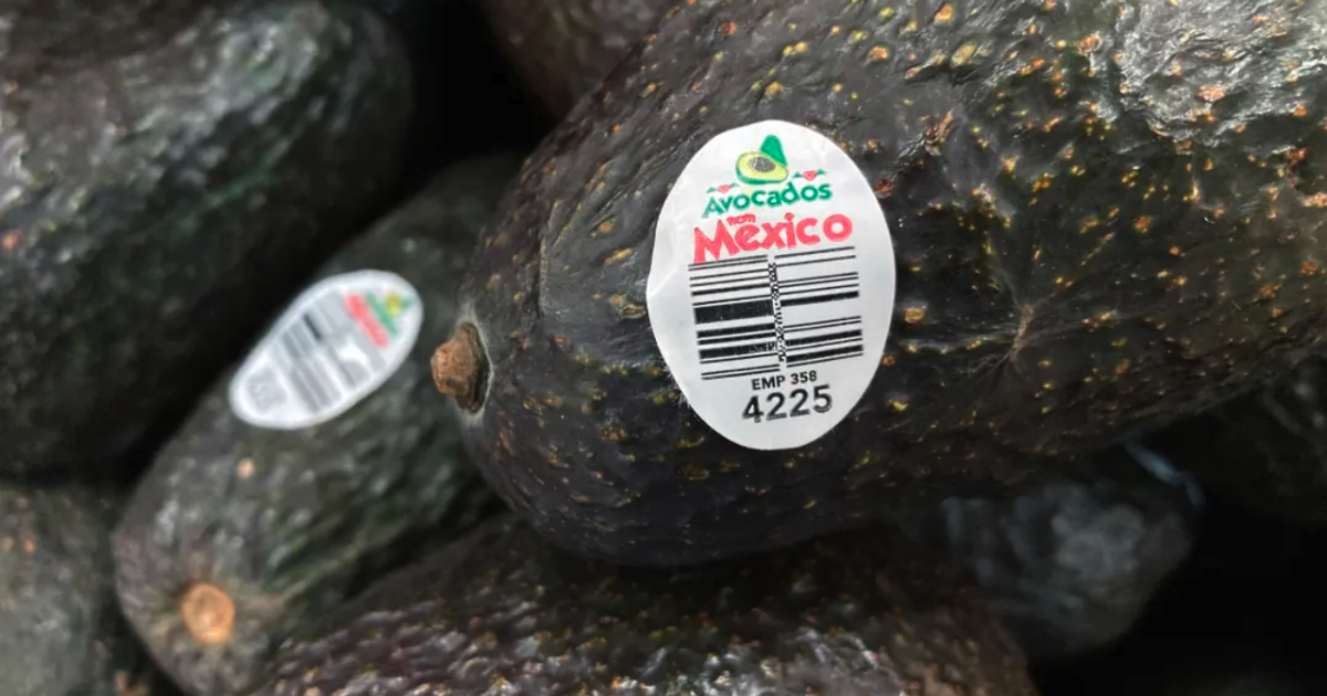 The US will “regularly” resume inspections of avocados and mangoes in Michoacán