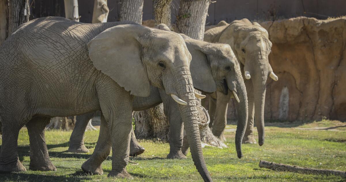 Opinion: Why elephants need freedom, not captive breeding in zoos