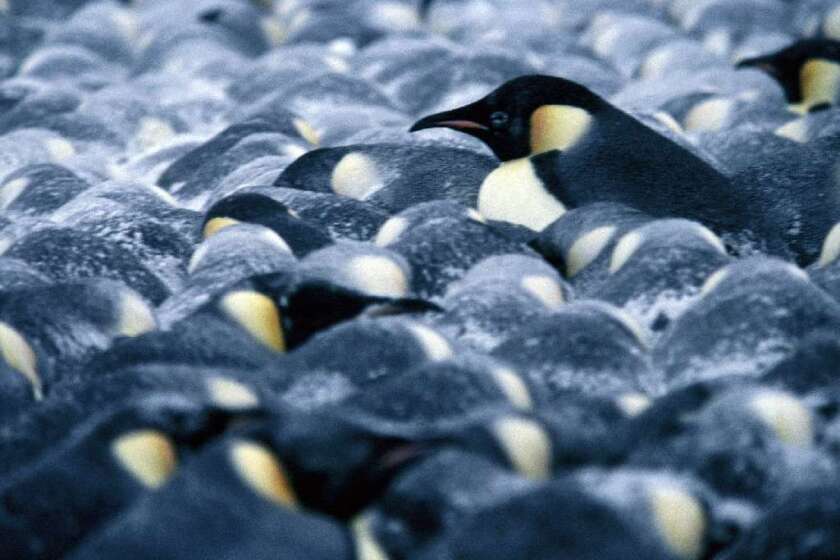 CNN Films has acquired rights to "March of the Penguins."