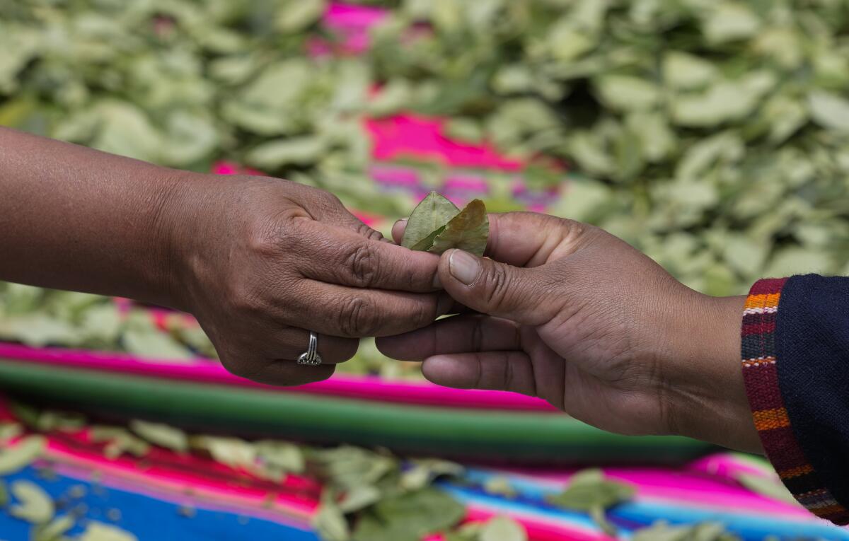 ARCHIVO - Mujeres comparten hojas de coca durante el Día Nacional de Mascar Hoja de Coca 