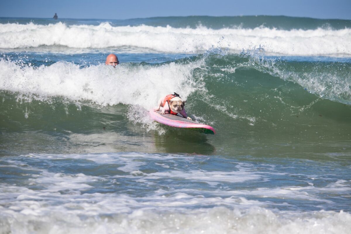 Cherie, a French Bulldog, surfing at Del Mar Dog Beach.