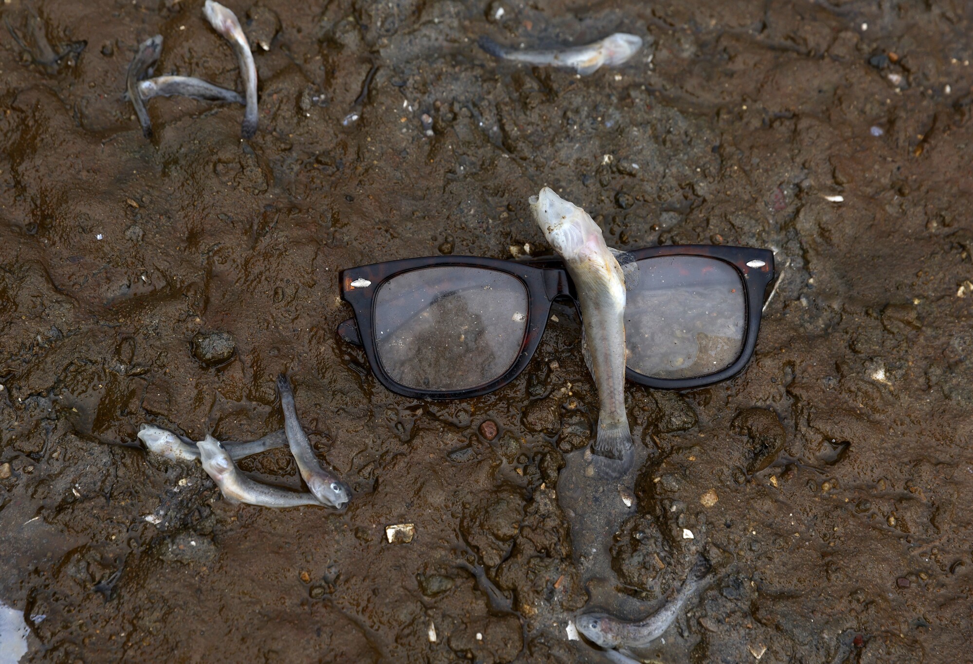 Dead fish washed up on the banks of Lake Merritt in Oakland.