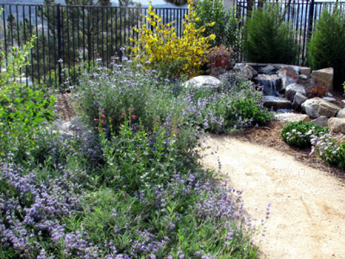 California native plants provide drought-tolerant beauty to any landscape, as well as habitat for birds and butterflies.
