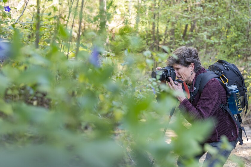 Angelica Glass takes a photo of a flower in Santa Cruz County.
