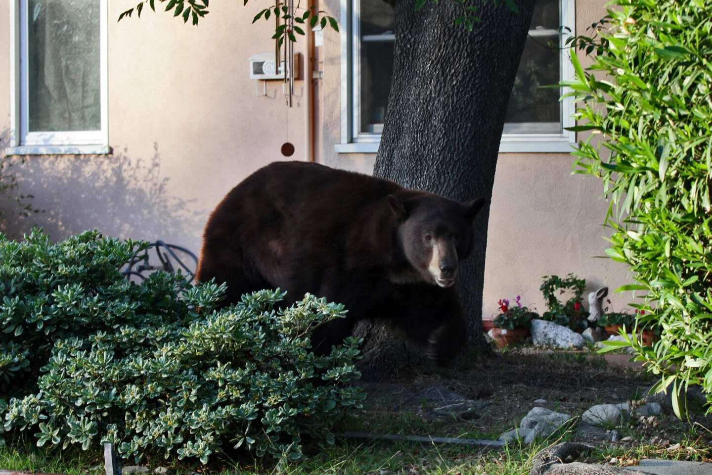 A 400-pound black bear known as Glen Bearian, or Meatball, visited the Glendale area three times in 2012 to plunder trash cans and play cat-and-mouse with the authorities, who twice returned him to his home in the Angeles National Forest. The next stop? It was to be a wildlife sanctuary in Colorado, but now his current caretakers at a San Diego County sanctuary are making plans to build him a permanent home. More: "I looked out the window, and he was standing there, 5 feet away"
